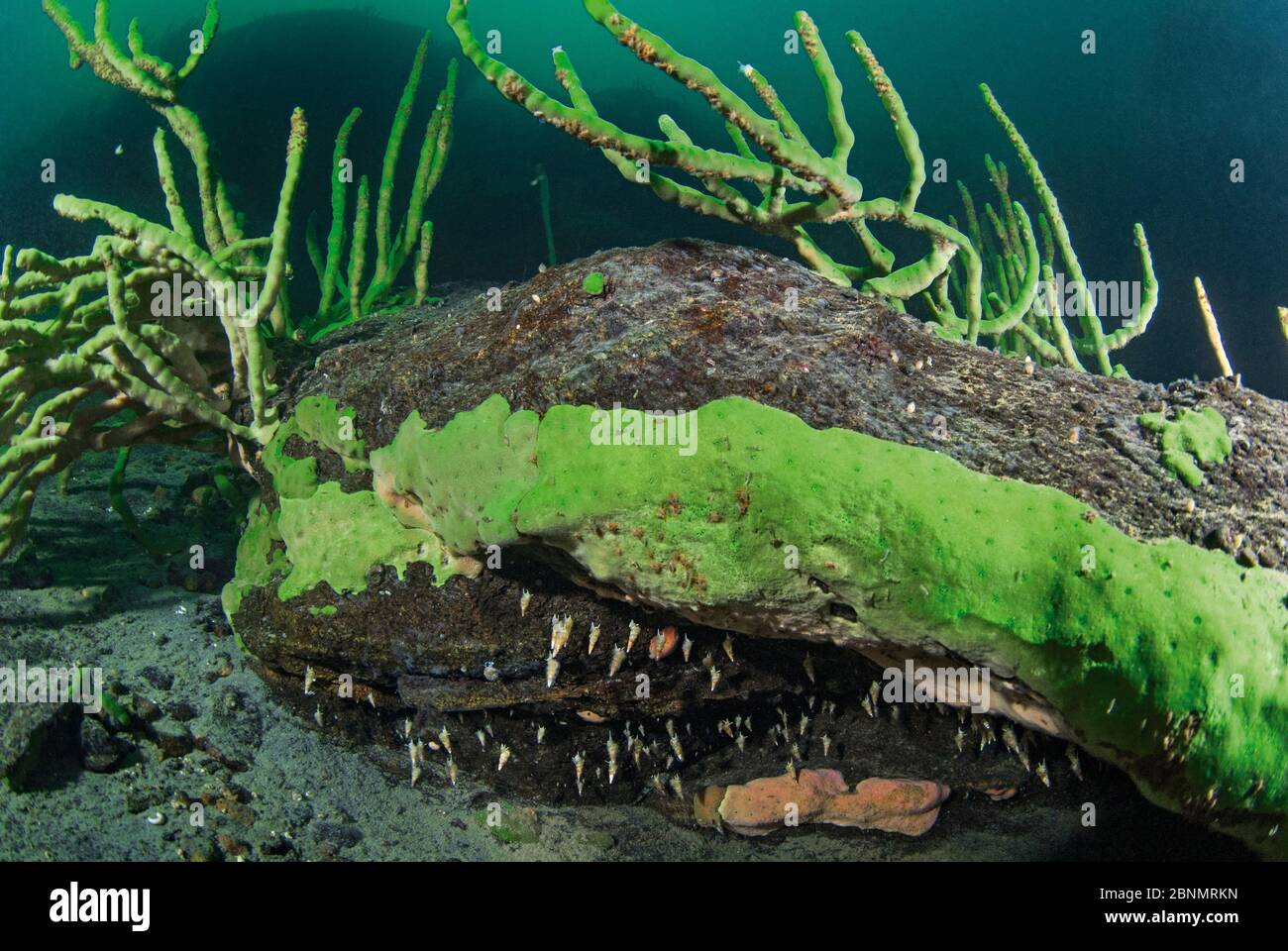 Freshwater sponge hires stock photography and images Alamy