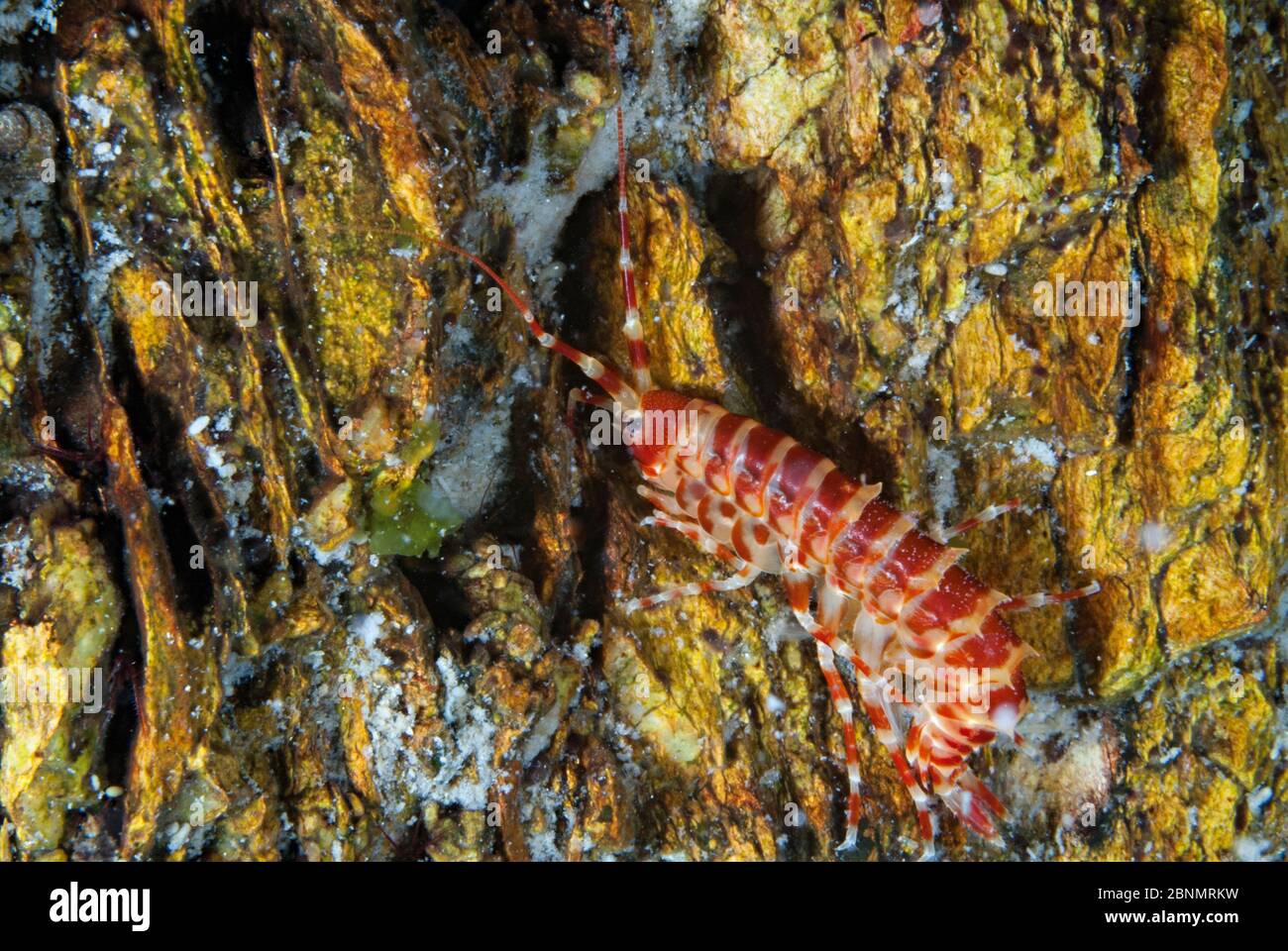 Freshwater amphipod (Parapallasea borowskii), Lake Baikal, Siberia, Russia. Stock Photo