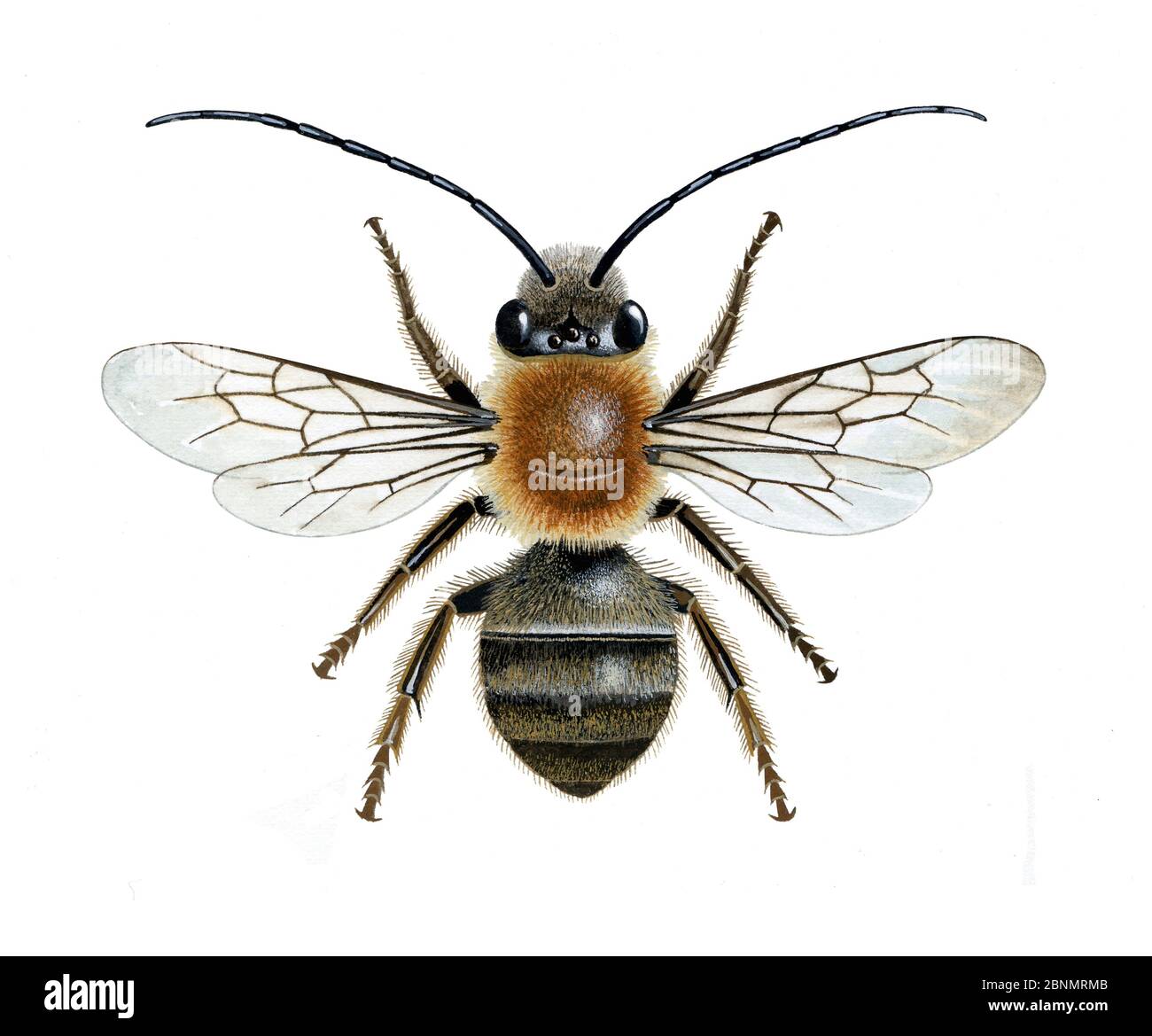 Long-horned mining bee (Eucera longicornis) illustration Stock Photo