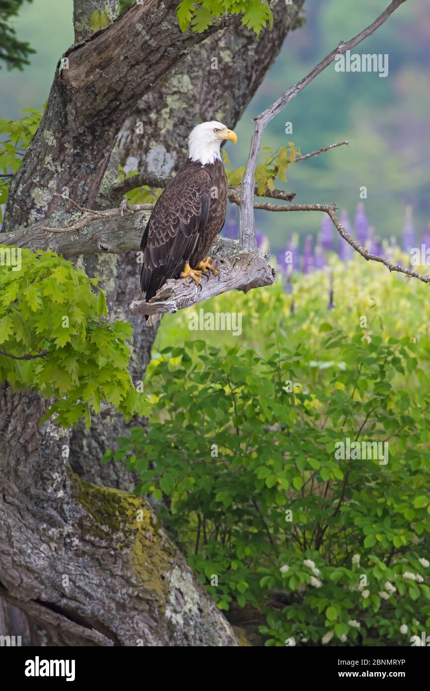 Bald eagle (Haliaeetus leucocephalus) perched in tree, Acadia National ...