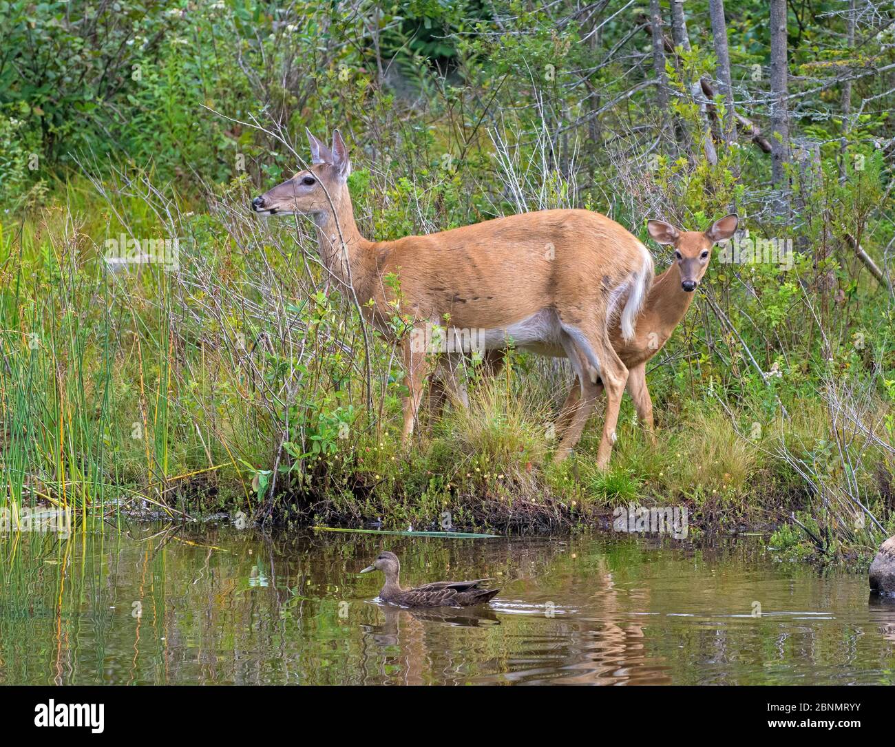 White-tailed deer (Odocoileus virginianus) mother doe and fawn by pond with American black duck (Anas rubripes), Acadia National Park, Maine, USA, Aug Stock Photo
