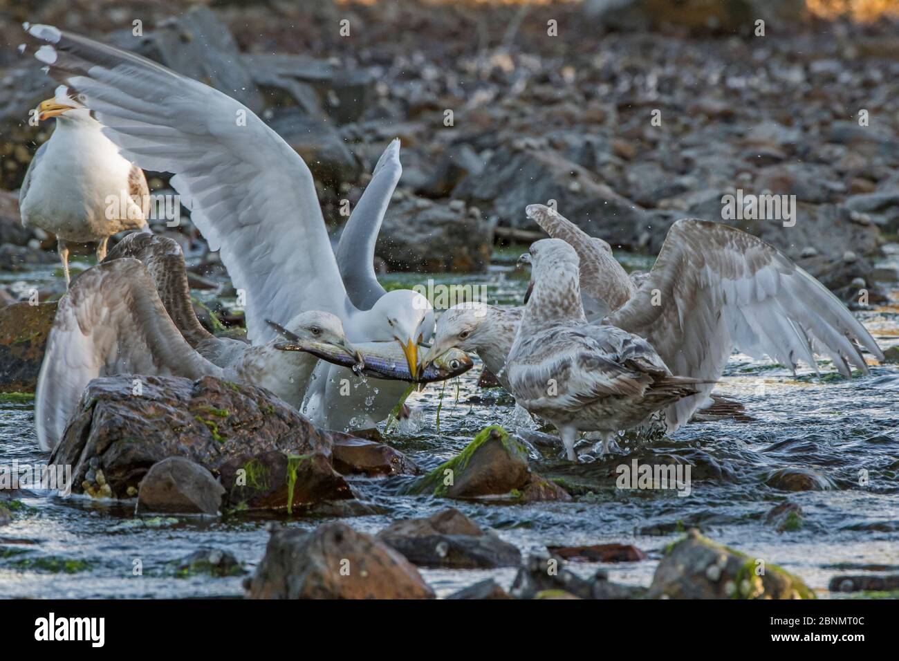 Herring gull (Larus argentatus) fighting over caught Alewife herring (Alosa pseudoharengus) Acadia National Park, Maine, USA, June Stock Photo