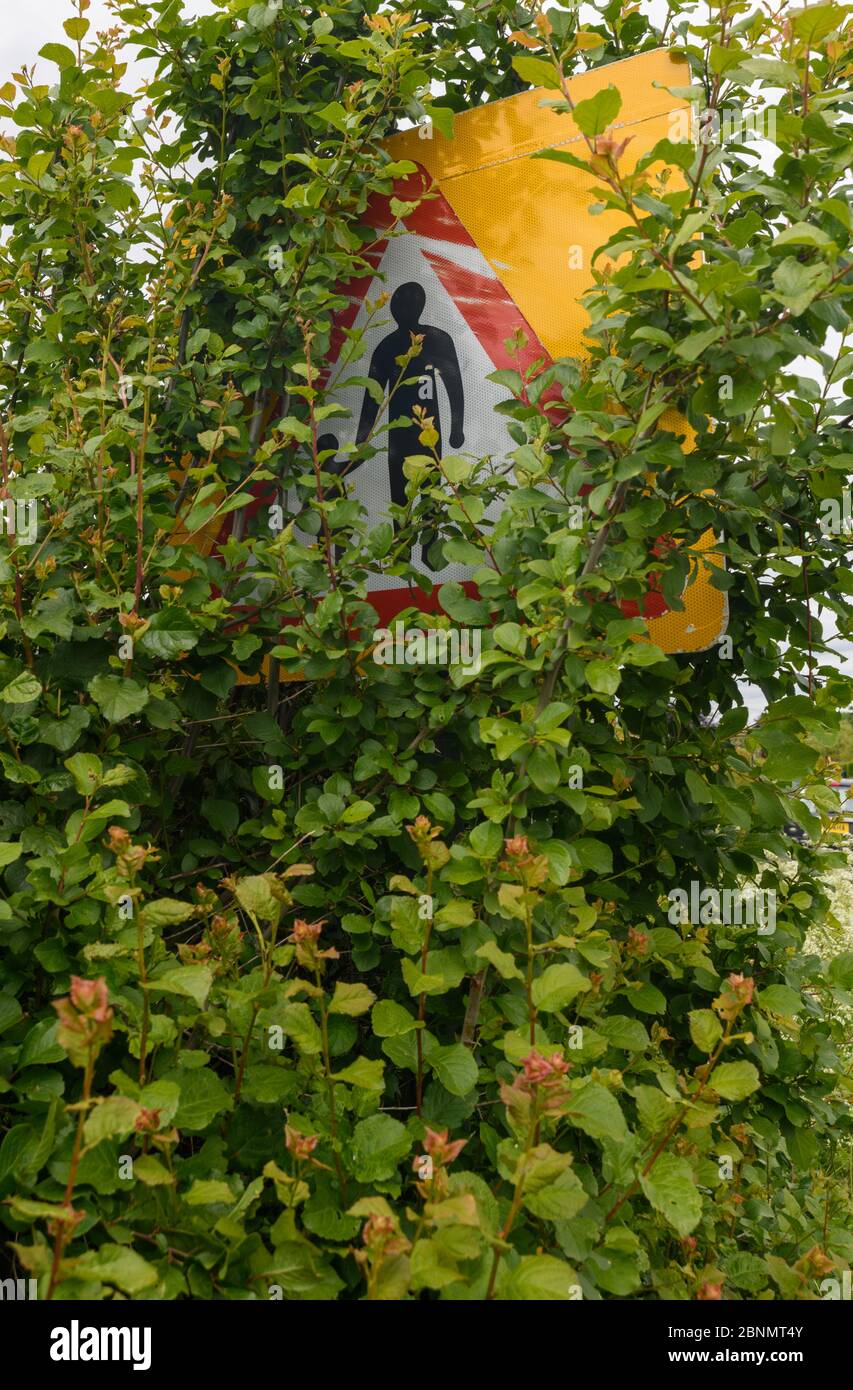 Roadside traffic warning signs covered over and obscured by trees, plants and vegetation, Shropshire, England Stock Photo