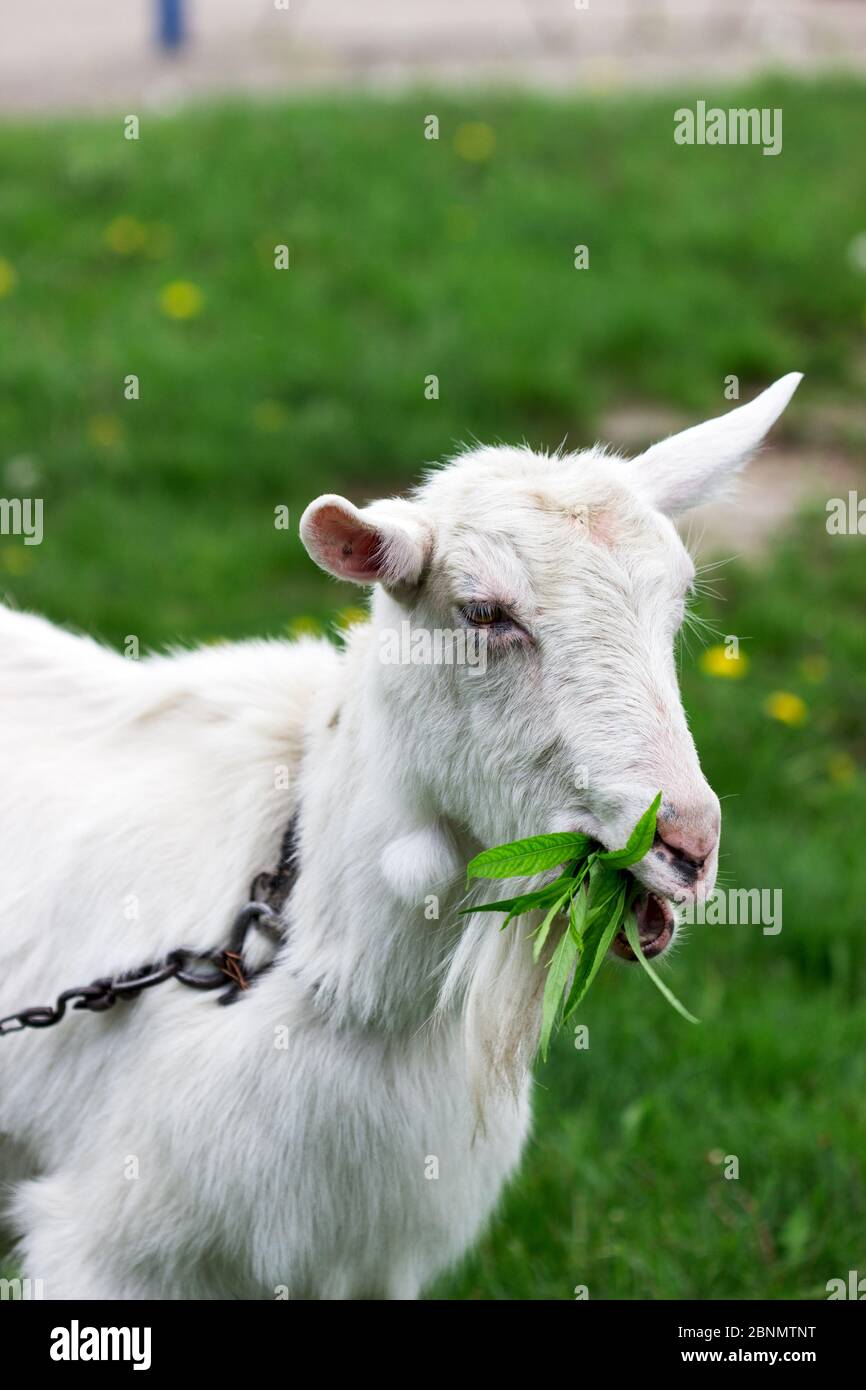 Branches of goat willow hires stock photography and images Alamy