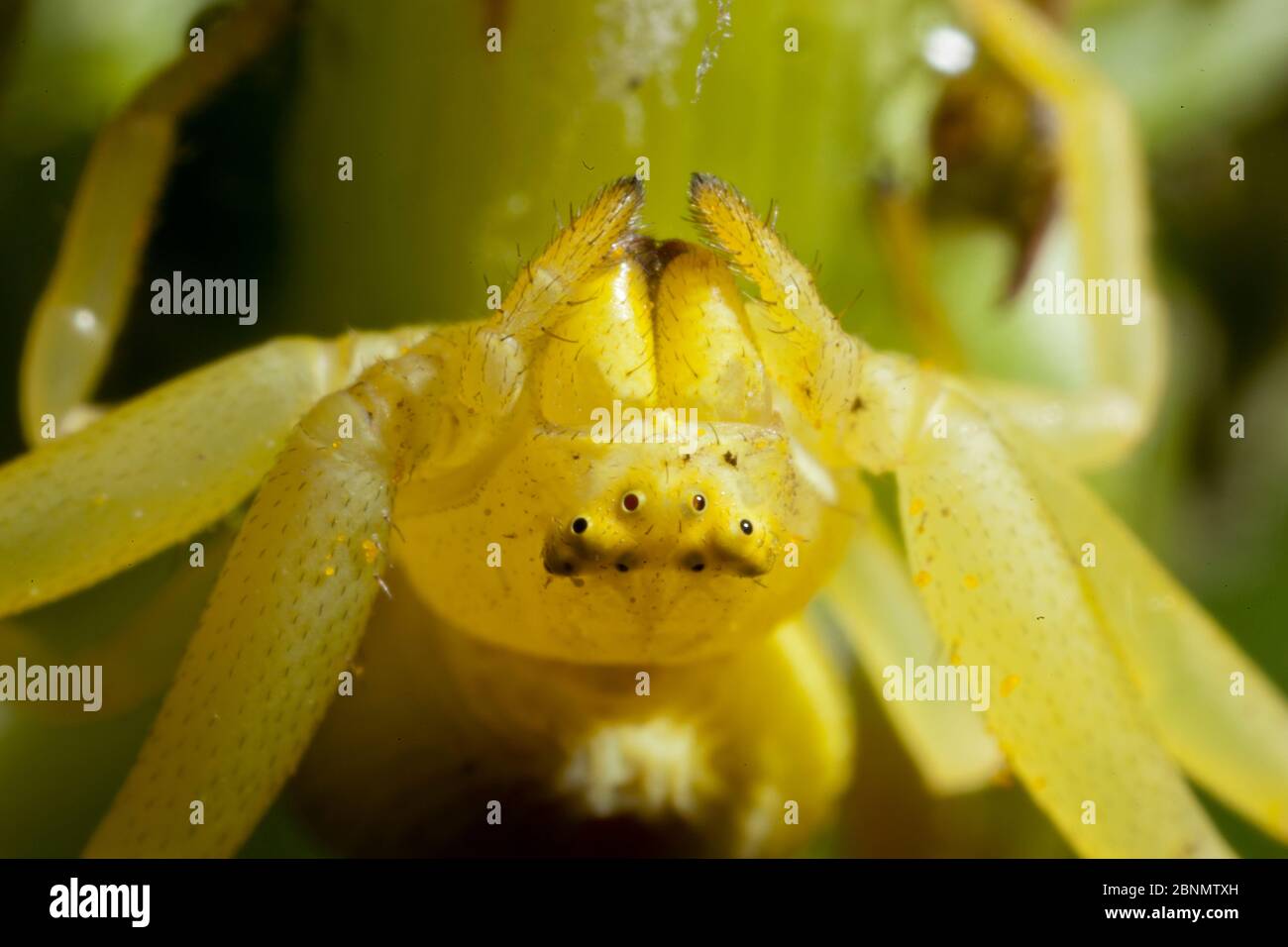 Crab spider (Misumena vatia) close up head of yellow female whilst in hunting pose, Bristol, UK, May Stock Photo