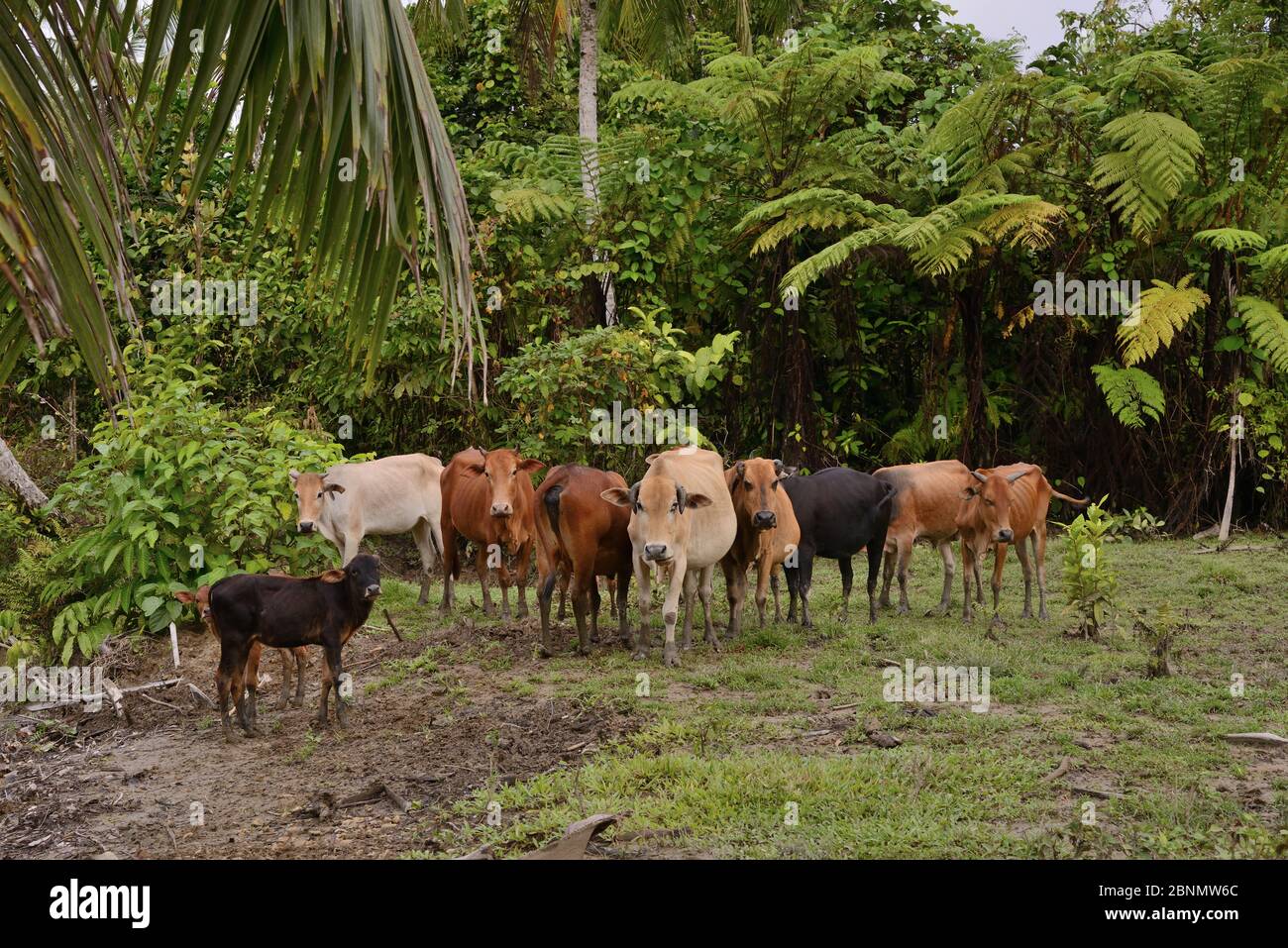 Zebu cattle, owned by Mentawai people,  Siberut Island, Sumatra. Stock Photo