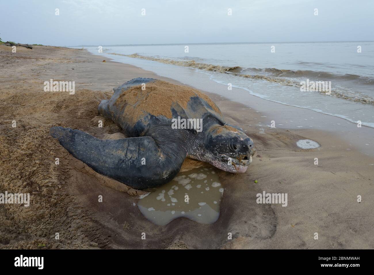 Leatherback sea turtle (Dermochelys coriacea), on beach, French Guiana Stock Photo