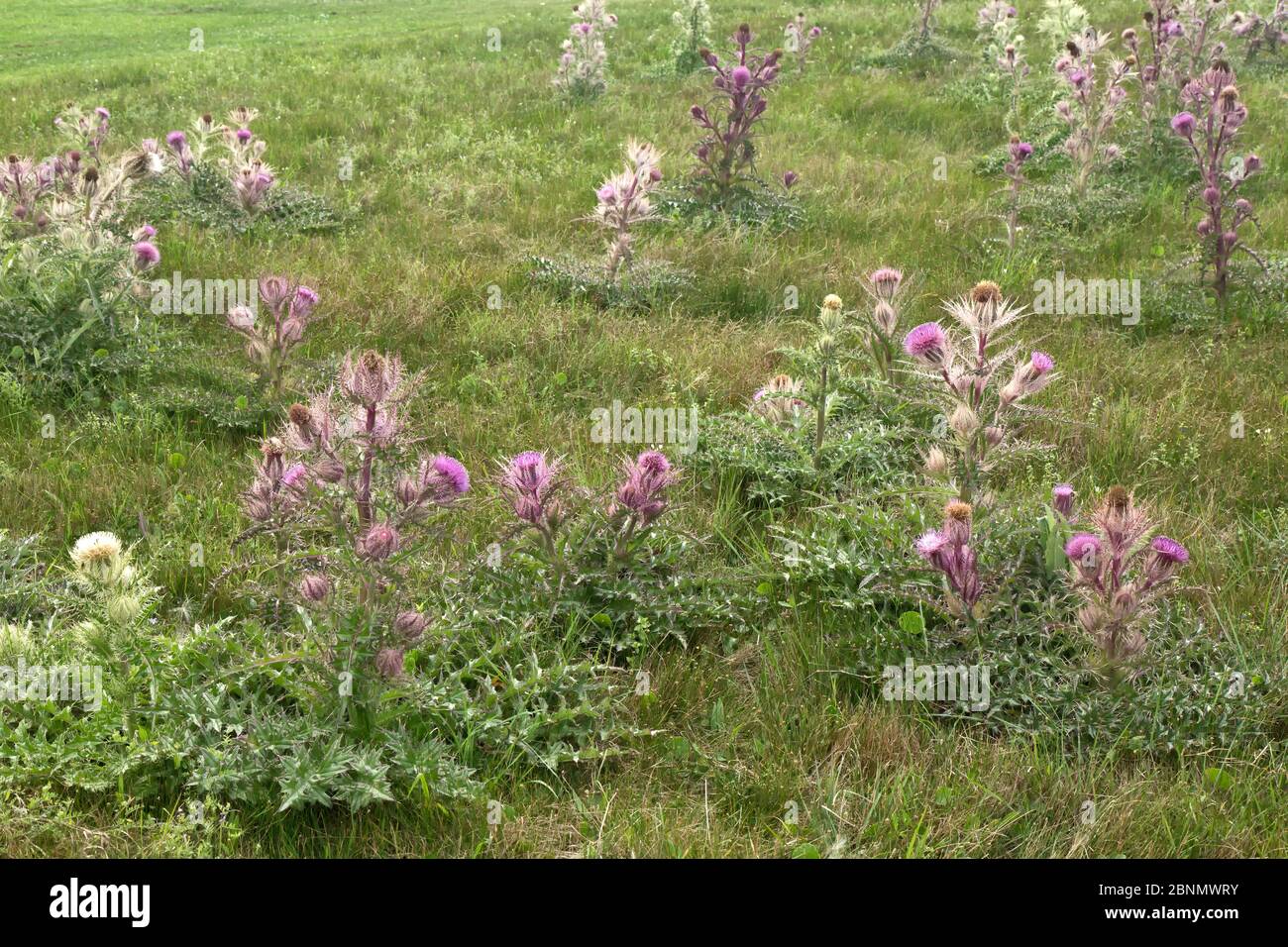 Colorful Bull thistles, also called Yellow Thistle 'Cirsium horridulum Michx',  growing in pasture field. Stock Photo