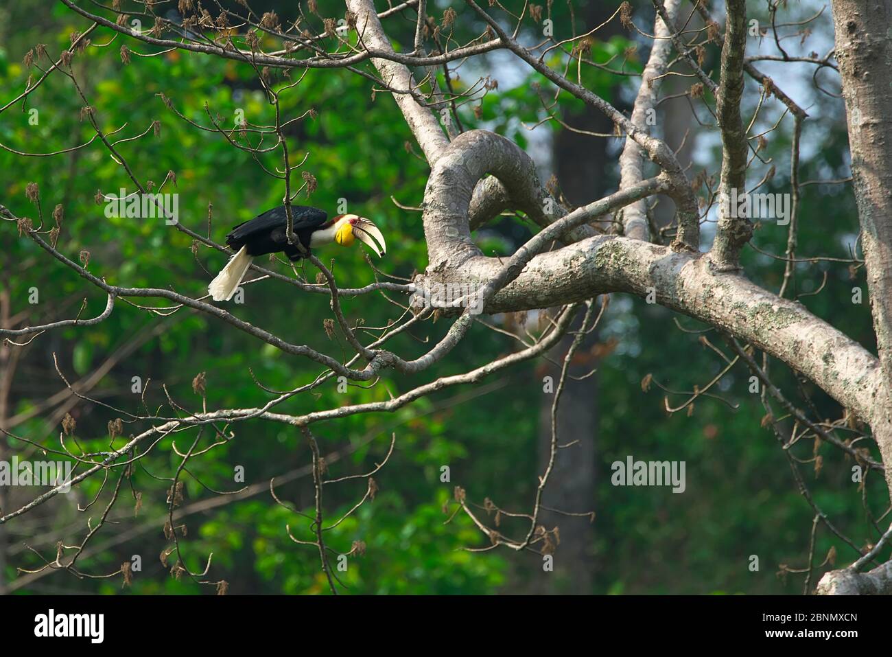 Wreathed hornbill (Aceros undulatus) feeding, Yingjiang County, Dehong Prefecture, Yunnan Province, China. Stock Photo