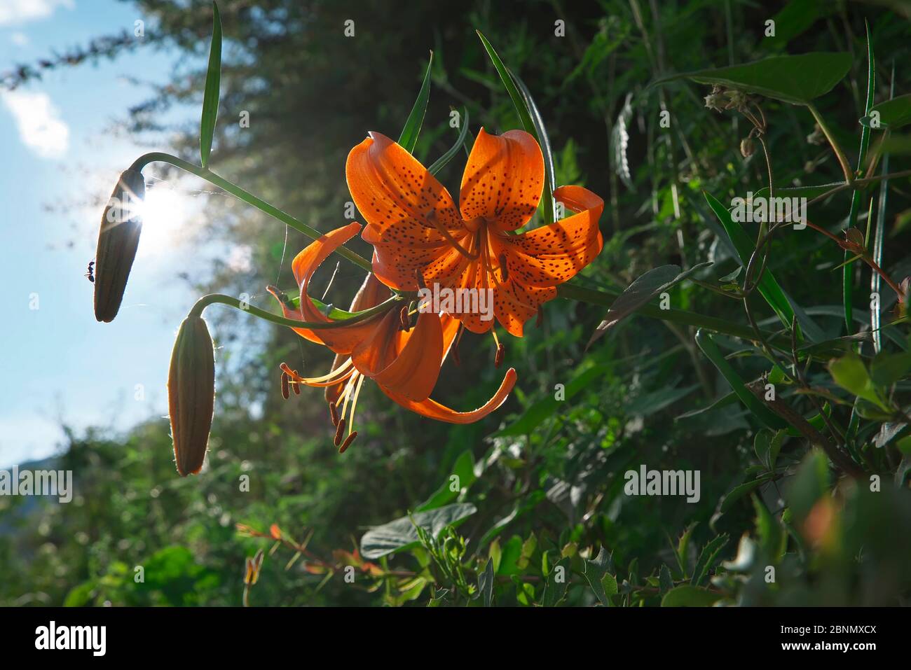 Lily flower (Lilium davidii) Balang Mountain, Sichuan Province, China. Stock Photo