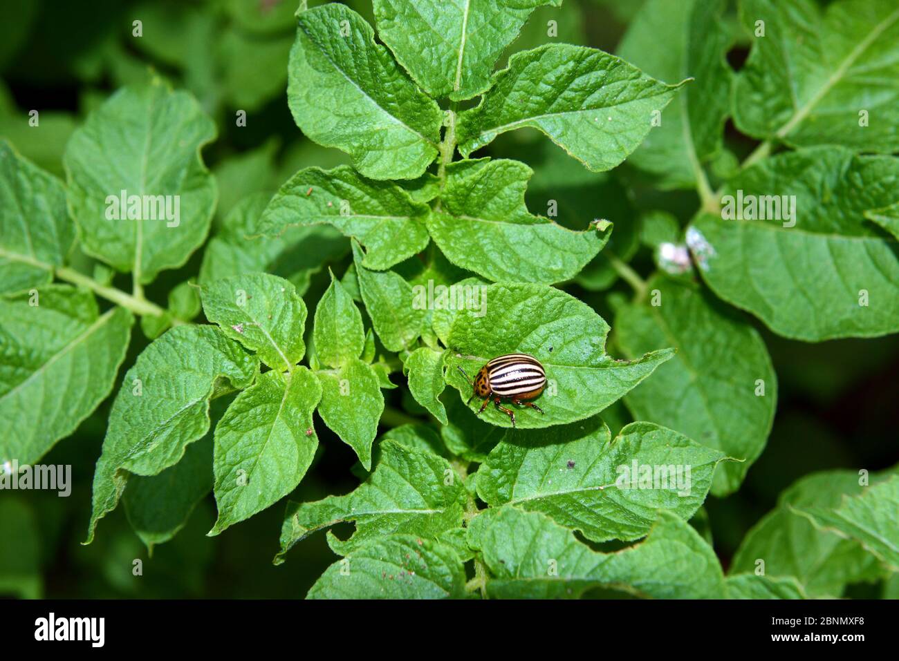 Colorado potato beetle (Leptinotarsa decemlineata) on Potato (Solanum tuberosum) leaves, Romania. Stock Photo
