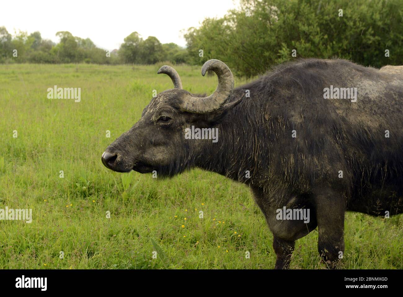 Carpathian water buffalo (Bubalus arnee), Buffalo Farm Saldobosch, Zakarpattia-Oblast, Khust-Region, Ukraine. Stock Photo