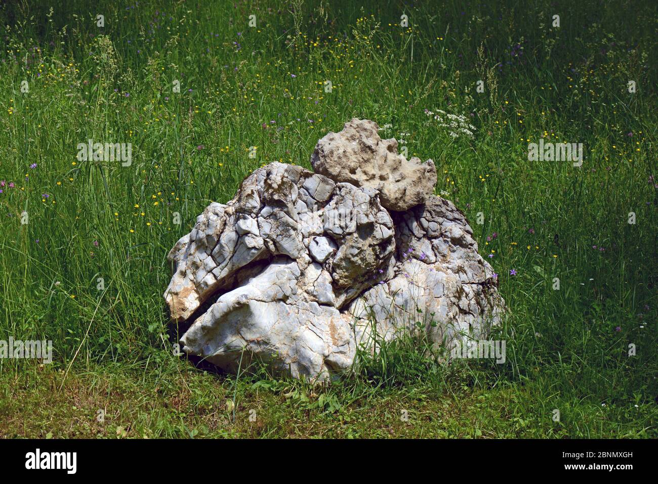Natural limestone boulder from the Cretaceous Period located in a meadow with Spreading Bellfolower (Campula patula), Carpathian Biosphere Reserve, UN Stock Photo