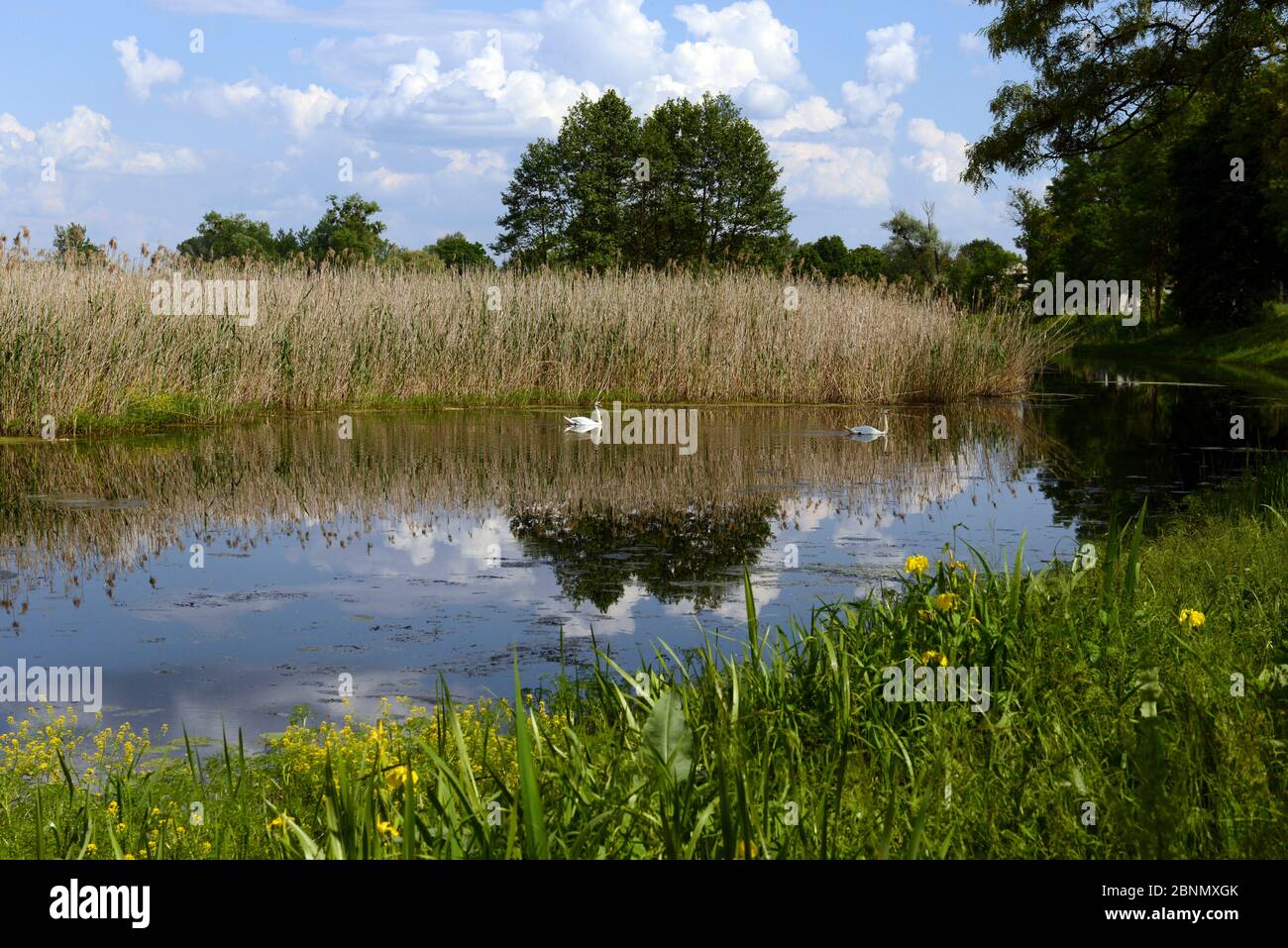 Oxbow Lake in the Bug River floodplain, Mute Swans (Cygnus olor) and Reedbed (Phragmites australis), Stare Okopy, Poland. Stock Photo