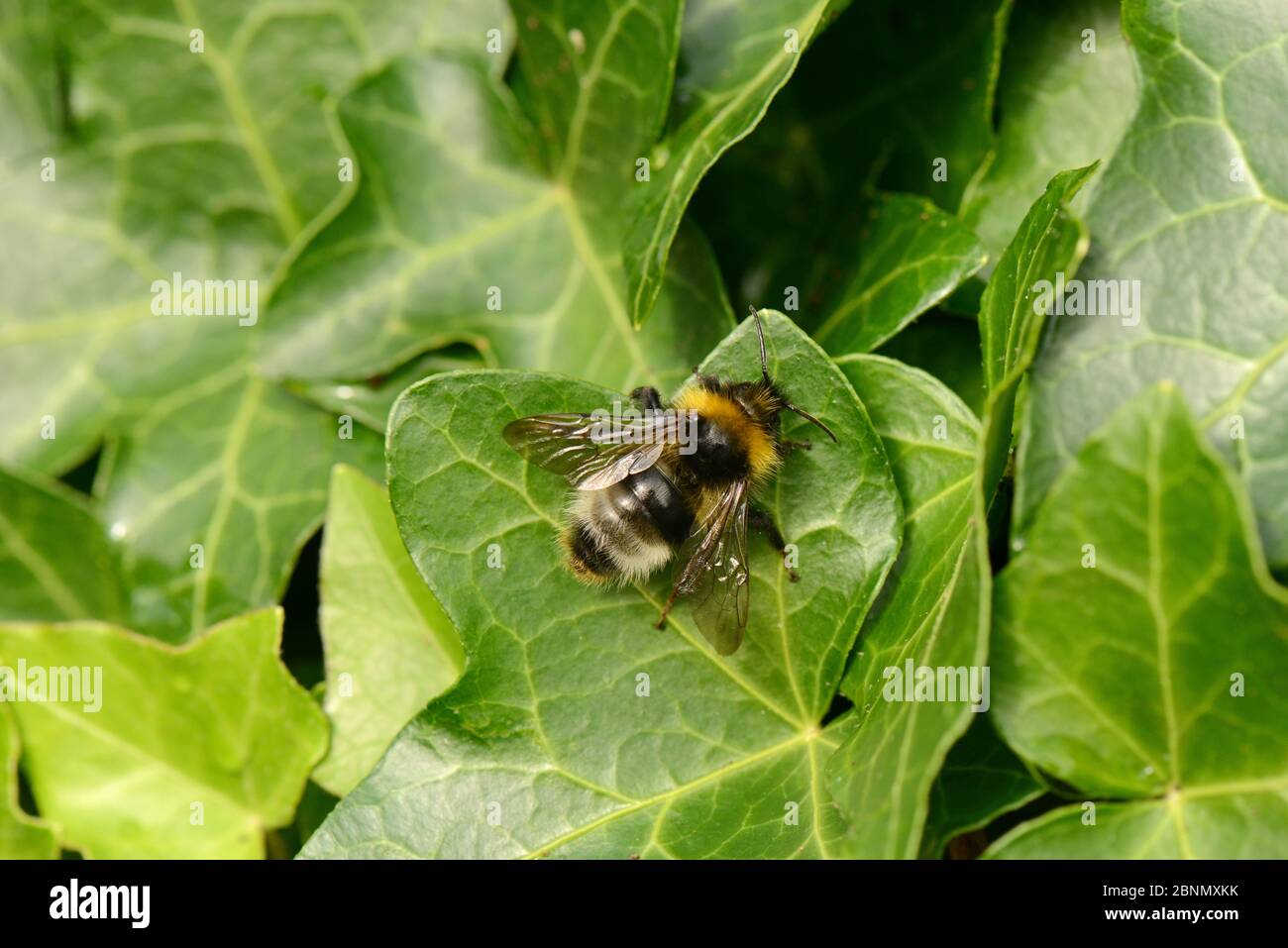 Male Forest Cuckoo Bumblebee (Bombus sylvestris) on Ivy (Hedera helix), Herefordshire, England. Stock Photo