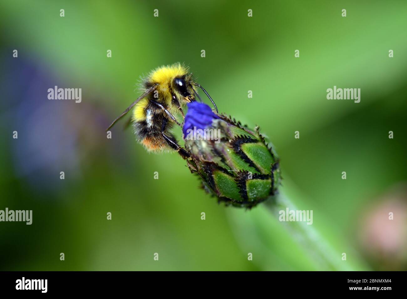 Early Bumblebee (Bombus pratorum) on Perennial Cornflower (Centaurea montana), Herefordshire, England, UK, June. Stock Photo