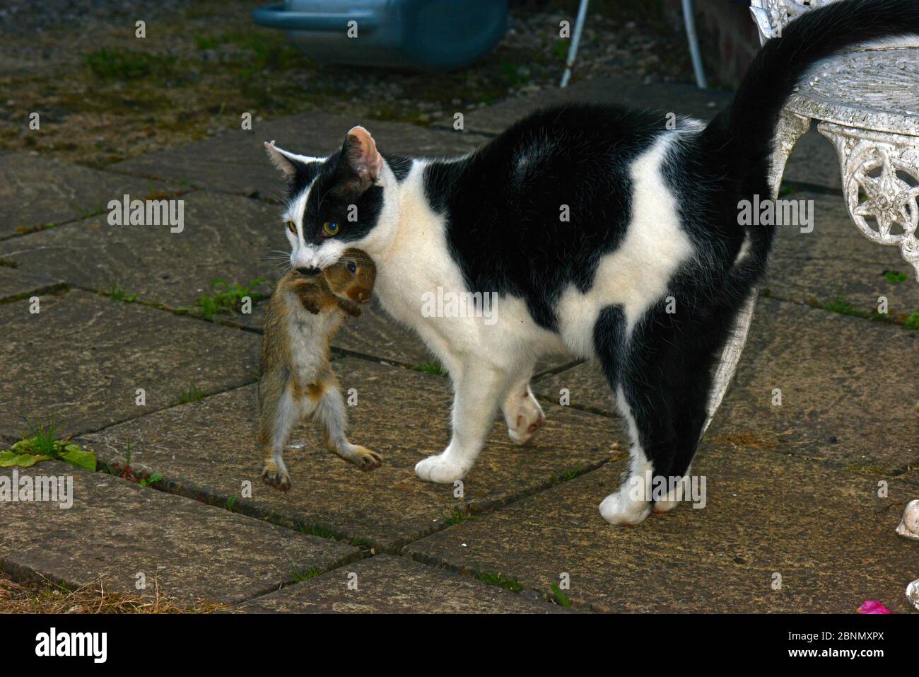 Domestic black and white cat (Felis silvestris catus) with young European Rabbit (Oryctolagus cuniculus) in its mouth, on garden patio, Herefordshire, Stock Photo