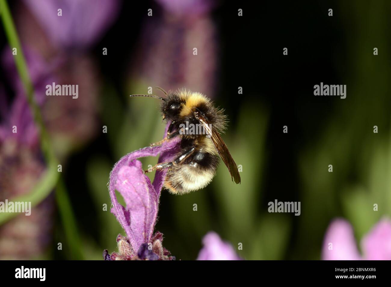 Male Forest Cuckoo Bumbelbee (Bombus sylvestris), garden, Herefordshire, England. Stock Photo