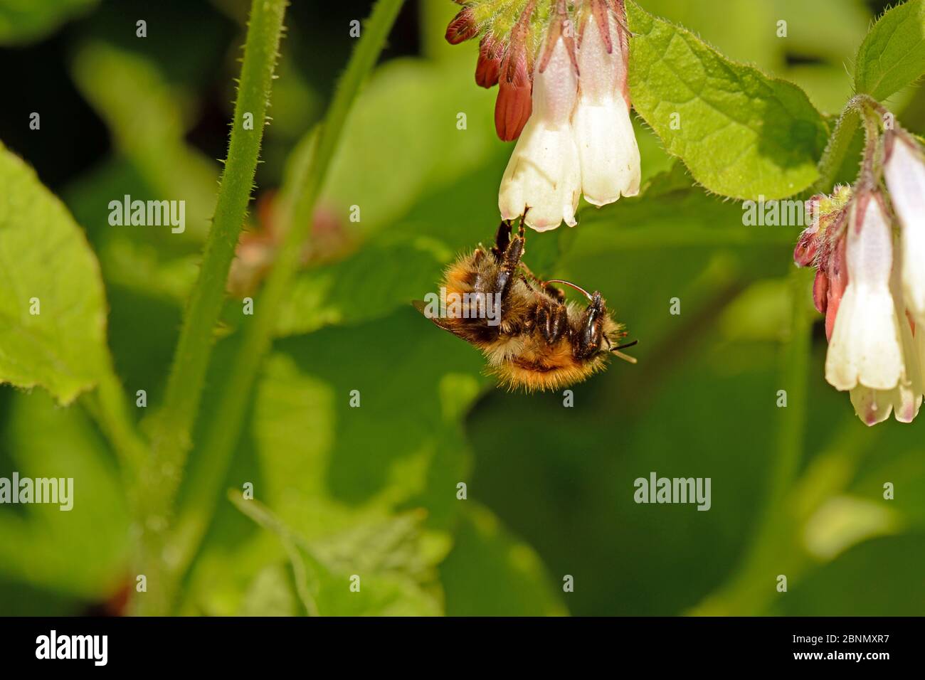 Common carder bee (Bombus pascuorum) pollinating Creeping comfrey (Symphytum grandiflorum) in garden, Herefordshire, England, UK, May. Stock Photo