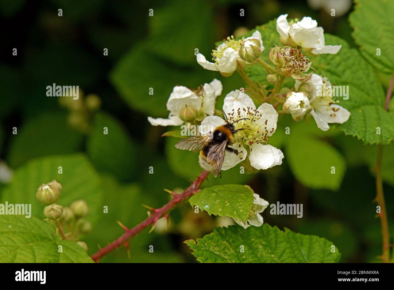 Vestal Bumblebee (Bombus vestalis) on Bramble (Rubus fruticosus. agg), Bockleton Churchyard, Worcestershire, England. Stock Photo