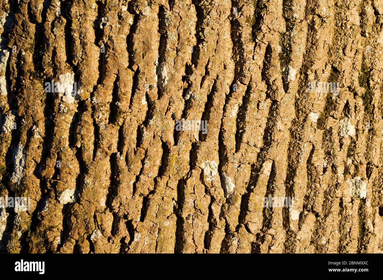 Bark Texture Example Image Botany Texture of the bark of a tree in the light of the setting sun Stock ...