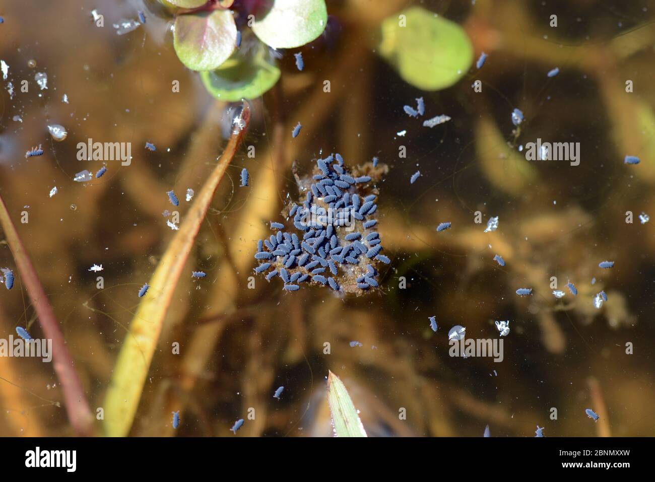 Water springtails (Podura aquatica) floating on surface of a pond, Brecon, Wales, UK, August. Stock Photo