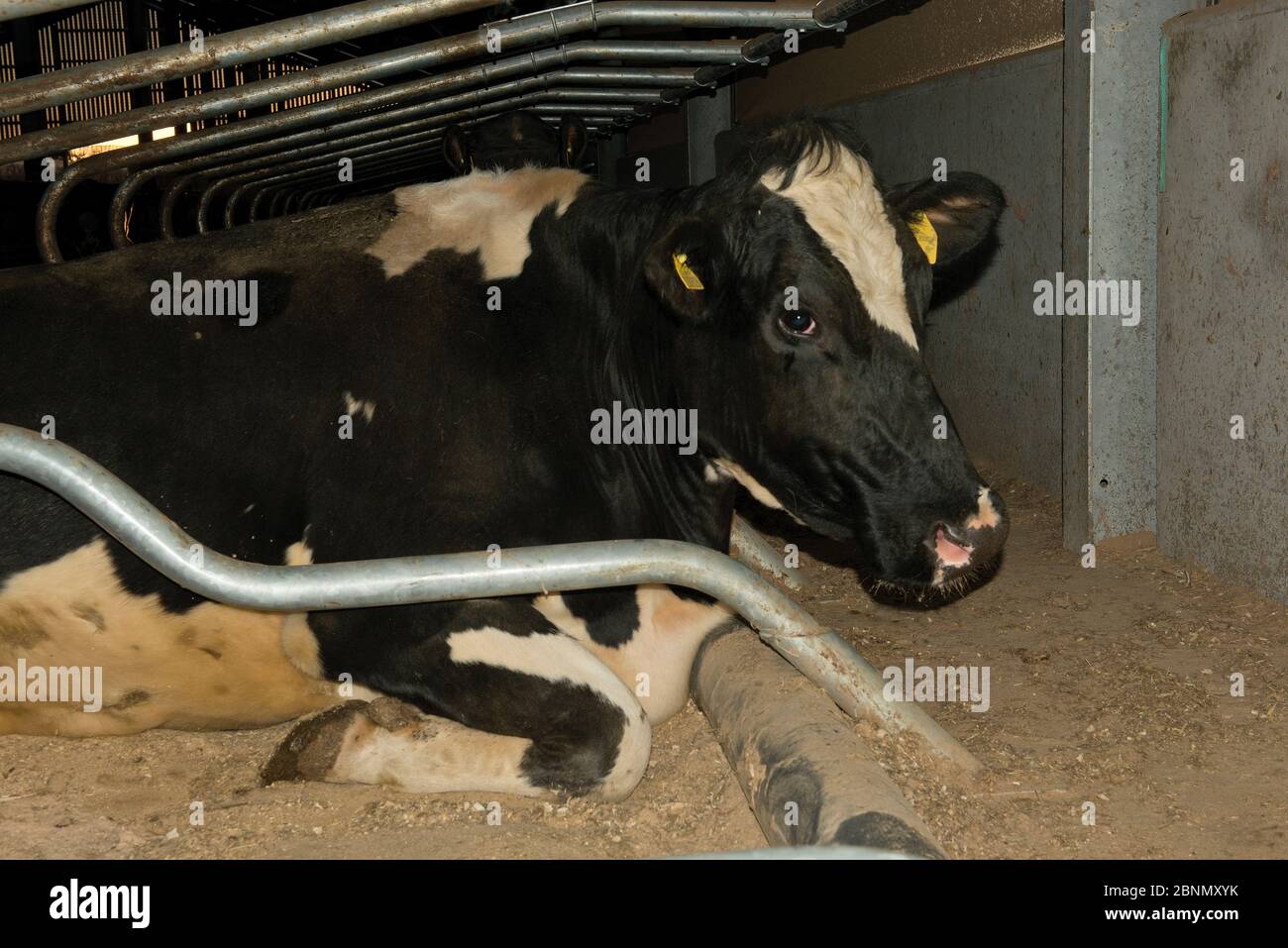 Holstein cows on water bed hires stock photography and images Alamy