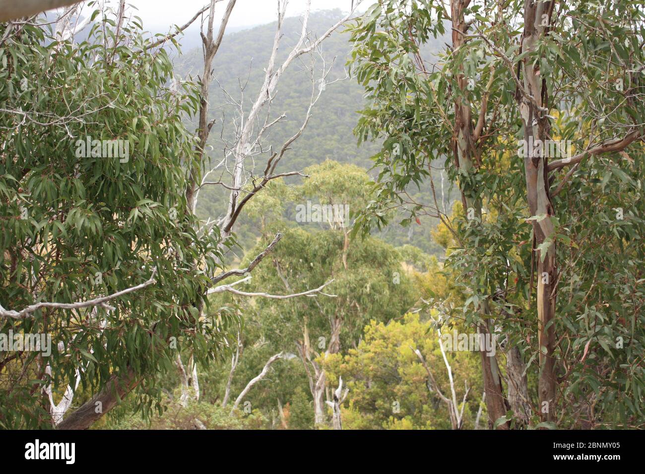Native Australian bushland near Lorne along the Great Ocean Road in Victoria, Australia. Stock Photo