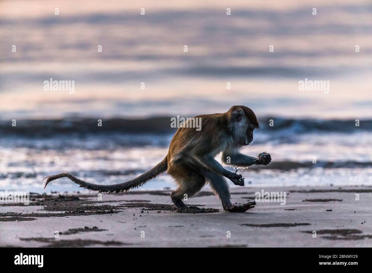 Long Tail Crab Eating Macaque Macaca Fascicularis Foraging For long-tail-crab-eating-macaque-macaca-fascicularis-foraging-for