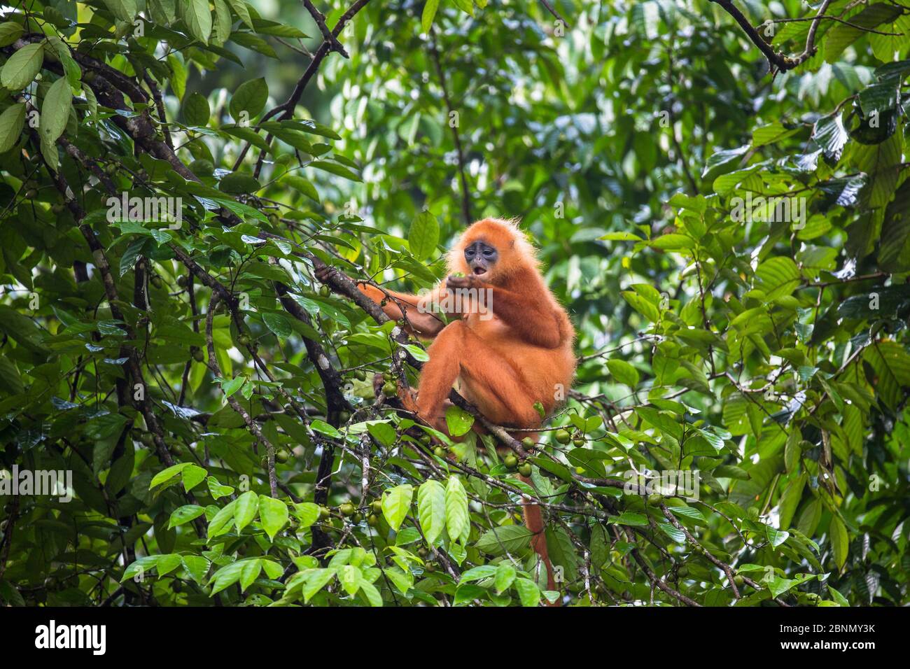 Maroon / Red leaf monkey / Langur (Presbytis rubicunda) eating fruits in tree, Danum Valley Conservation Area, Sabah, Borneo, Malaysia. Stock Photo