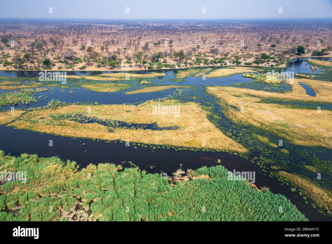 Aerial view of the swamps of the Linyanti River, north Botswana near ...