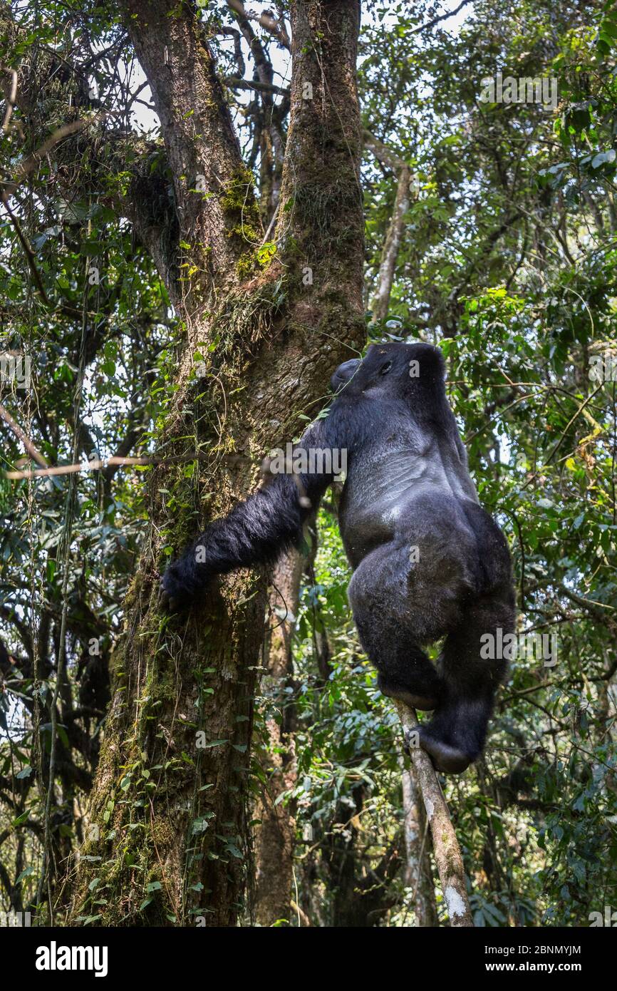Eastern lowland gorilla (Gorilla beringei graueri) silverback named