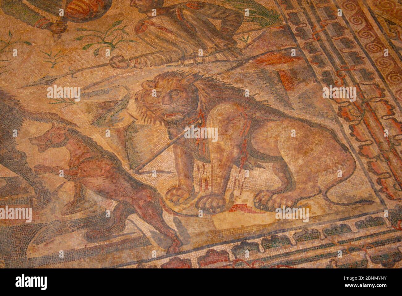 Mosaic of the Oecus Caceria Colourful preserved mosaic with a speared seated lion bleeding in the Roman Villa of Olmedo Saldaña Palencia Spain Stock Photo