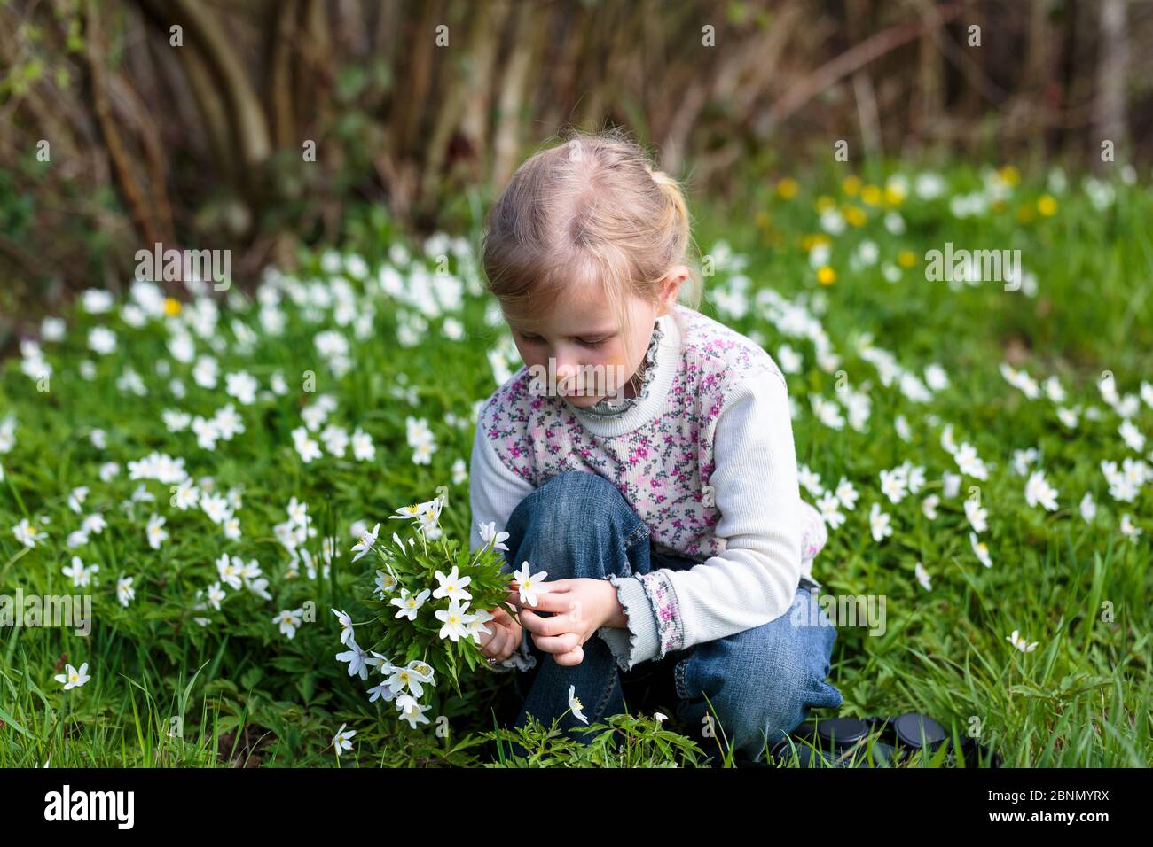 Young girl picking bunch of  Wood anemone (Anemone nemorosa) flowers in forest, early spring, France. Model released Stock Photo