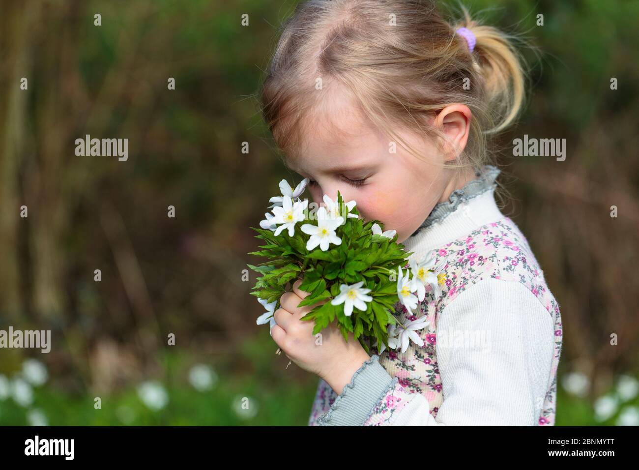 Young girl holding bunch of wild Wood anemones (Anemone nemorosa) from forest, early spring in France. Model released Stock Photo