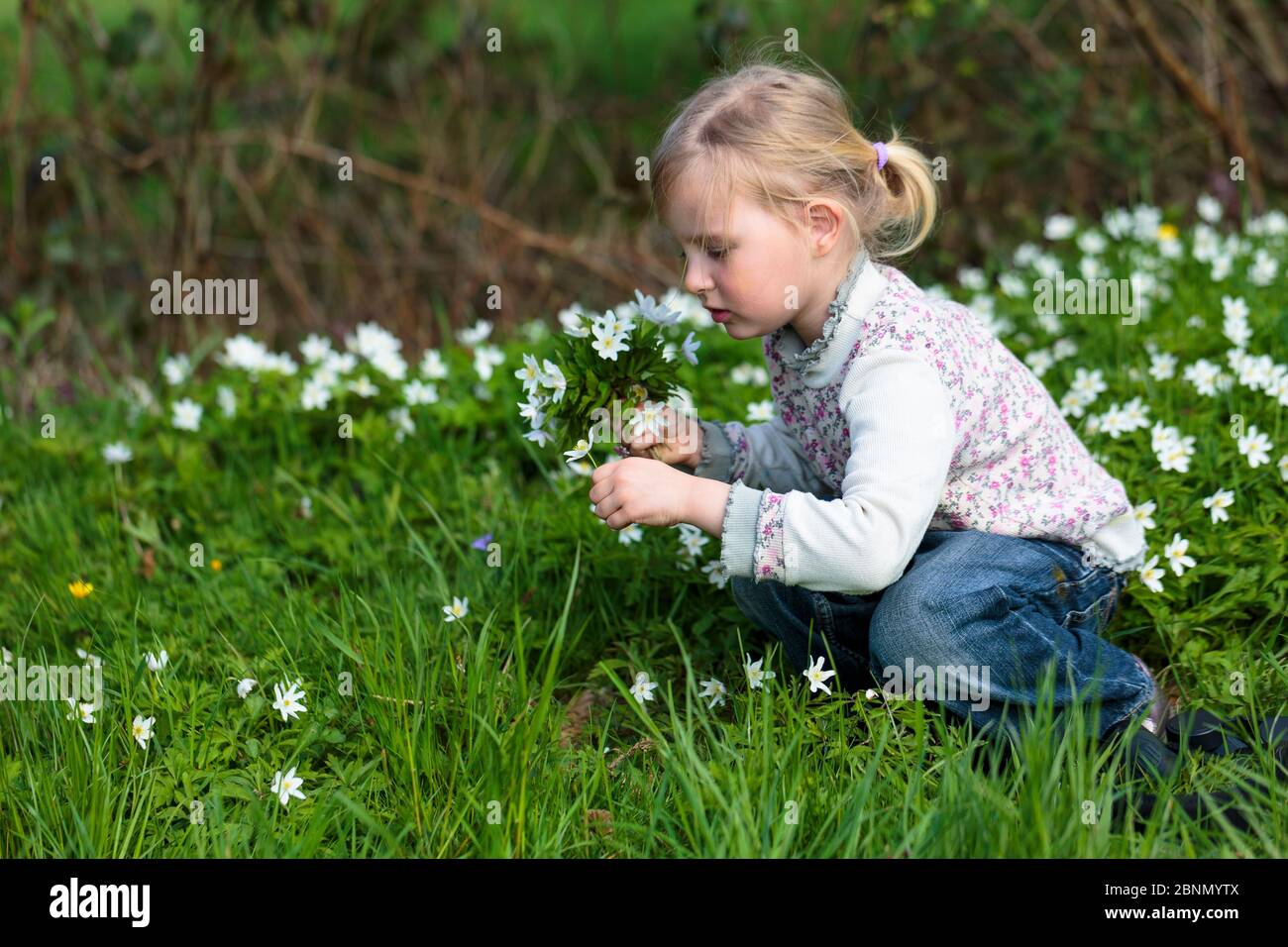 Young girl picking bunch of Wood anemone (Anemone nemorosa) flowers, early spring in France. Model released Stock Photo