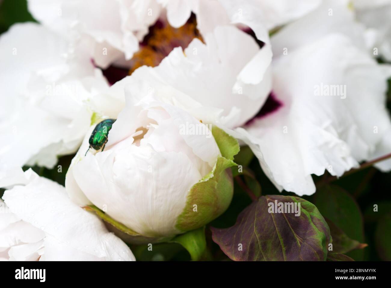 White flowers of tree peony and beetle in a city park. Stock Photo