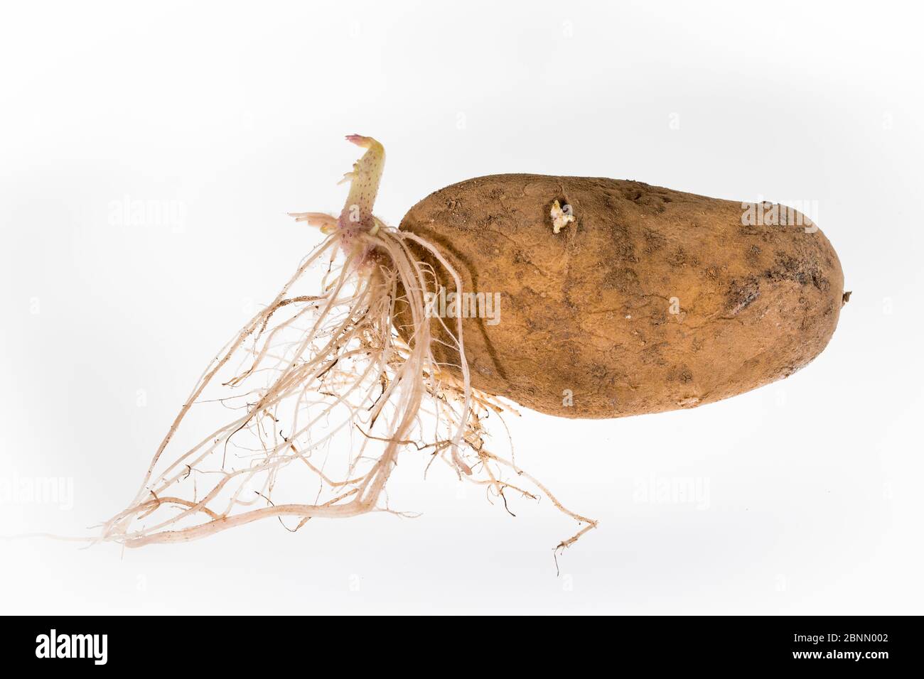 Potato germinating (Solanum tuberosum) Stock Photo