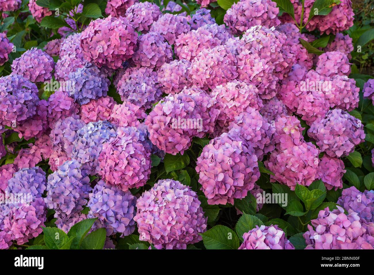 Hydrangea flowers in garden in summer time, France Stock Photo
