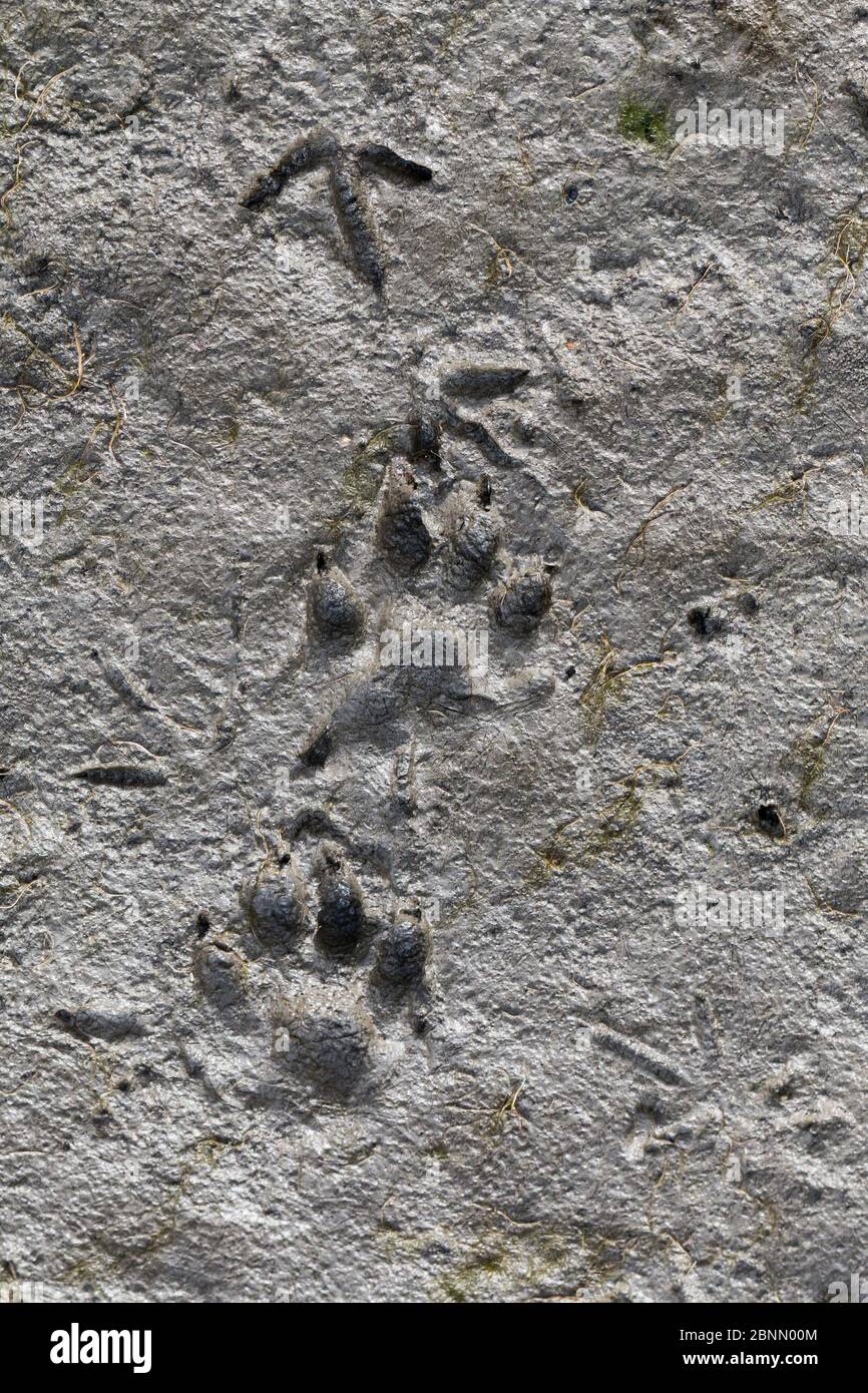 European otter (Lutra lutra) paw prints in mud, Marais Poitevin area