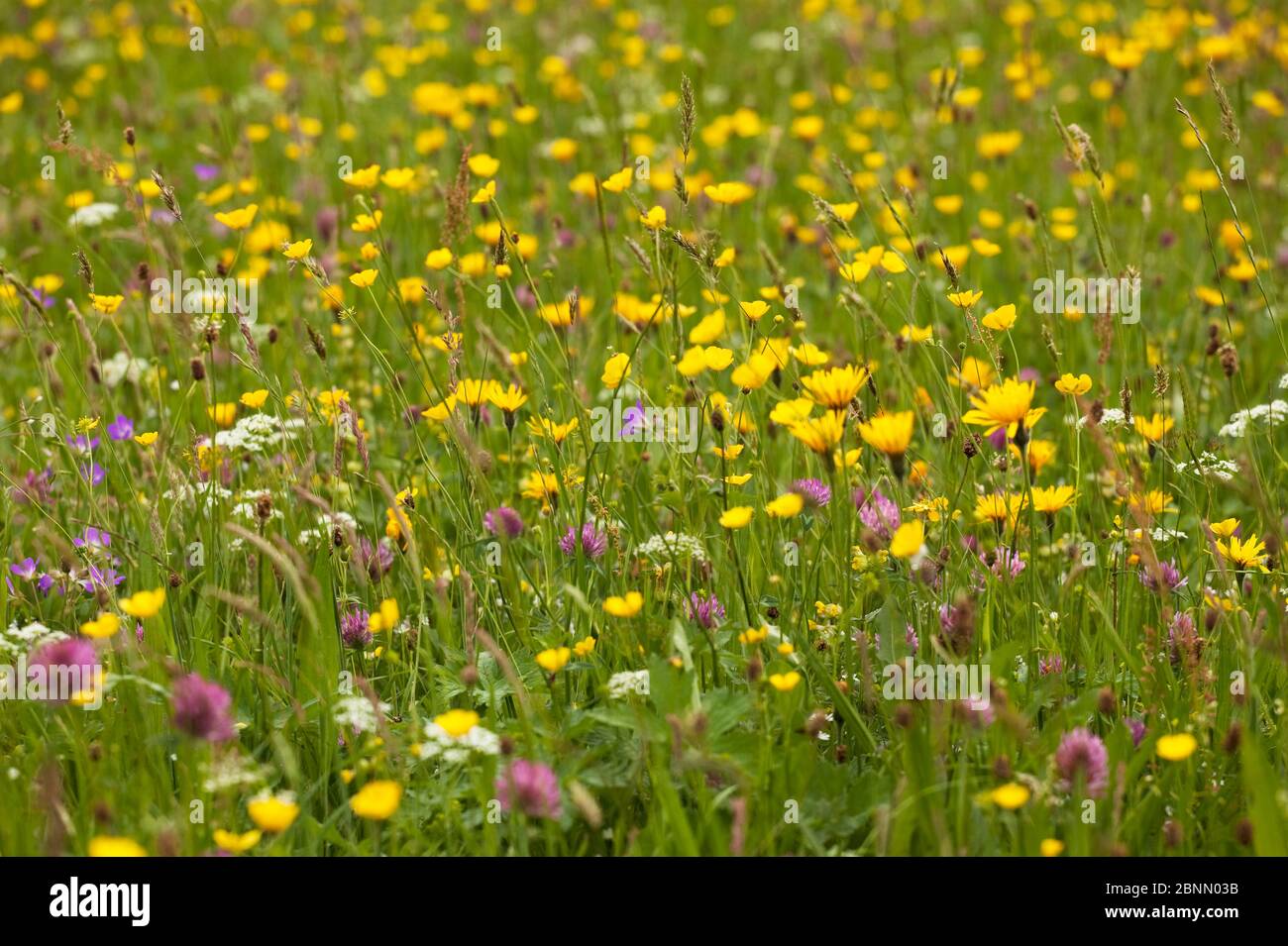 British wildflowers cranesbill hires stock photography and images Alamy