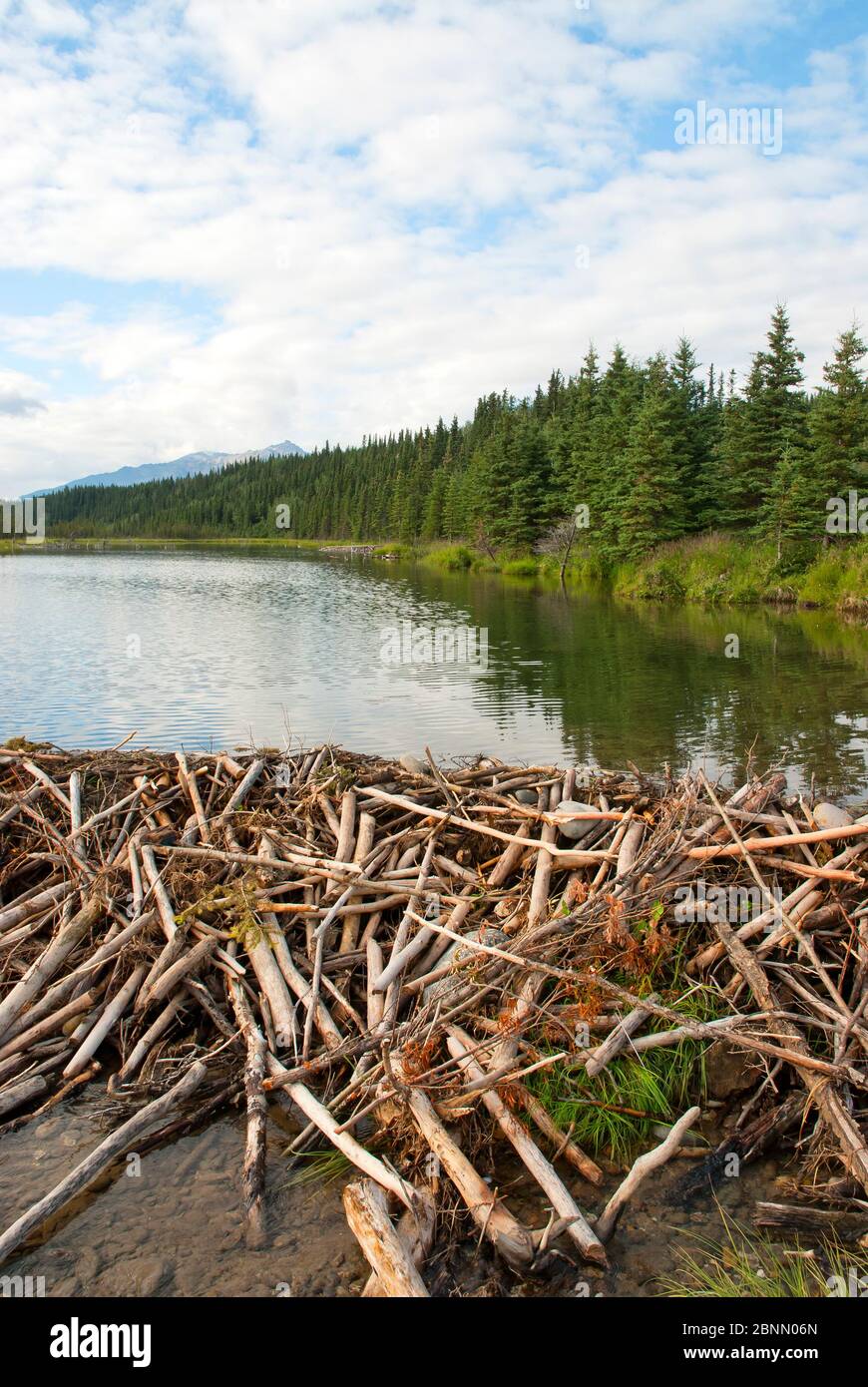 Beaver dam and pond hires stock photography and images Alamy