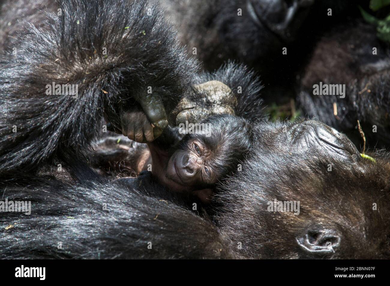 Mountain gorilla (Gorilla gorilla beringei) 10-day  newborn sleeping with mother, Amahoro Group. Volcanoes National Park. Rwanda. Stock Photo