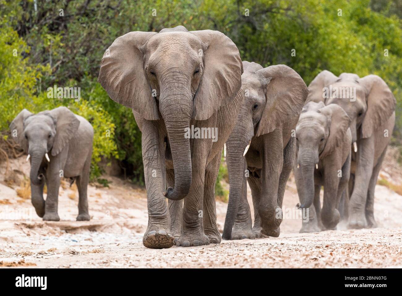 Desert dwelling African elephants (Loxodonta africana) matriarch leading her family in the Hoanib River bed, Damaraland. Namibia. Stock Photo