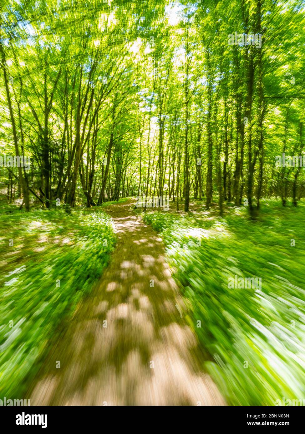 Stunning Spring Green nature color in forest while running simulated sprinter run intentionally blurry trail foottrail Zeleni vir Skrad Croatia Europe Stock Photo