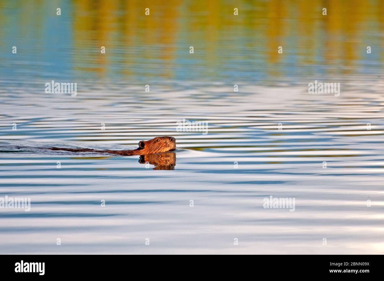 Beaver swimit its home lake, Alaska Stock Photo
