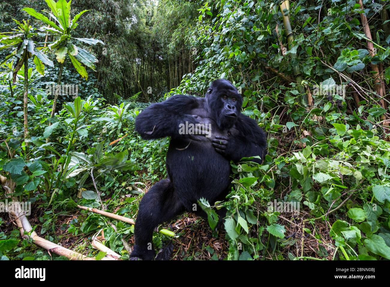 Mountain gorilla (Gorilla gorilla beringei) blackback Shirimpumu displaying, non dominant male, Sabyinyo Group, Volcanoes National Park, Virunga Mount Stock Photo