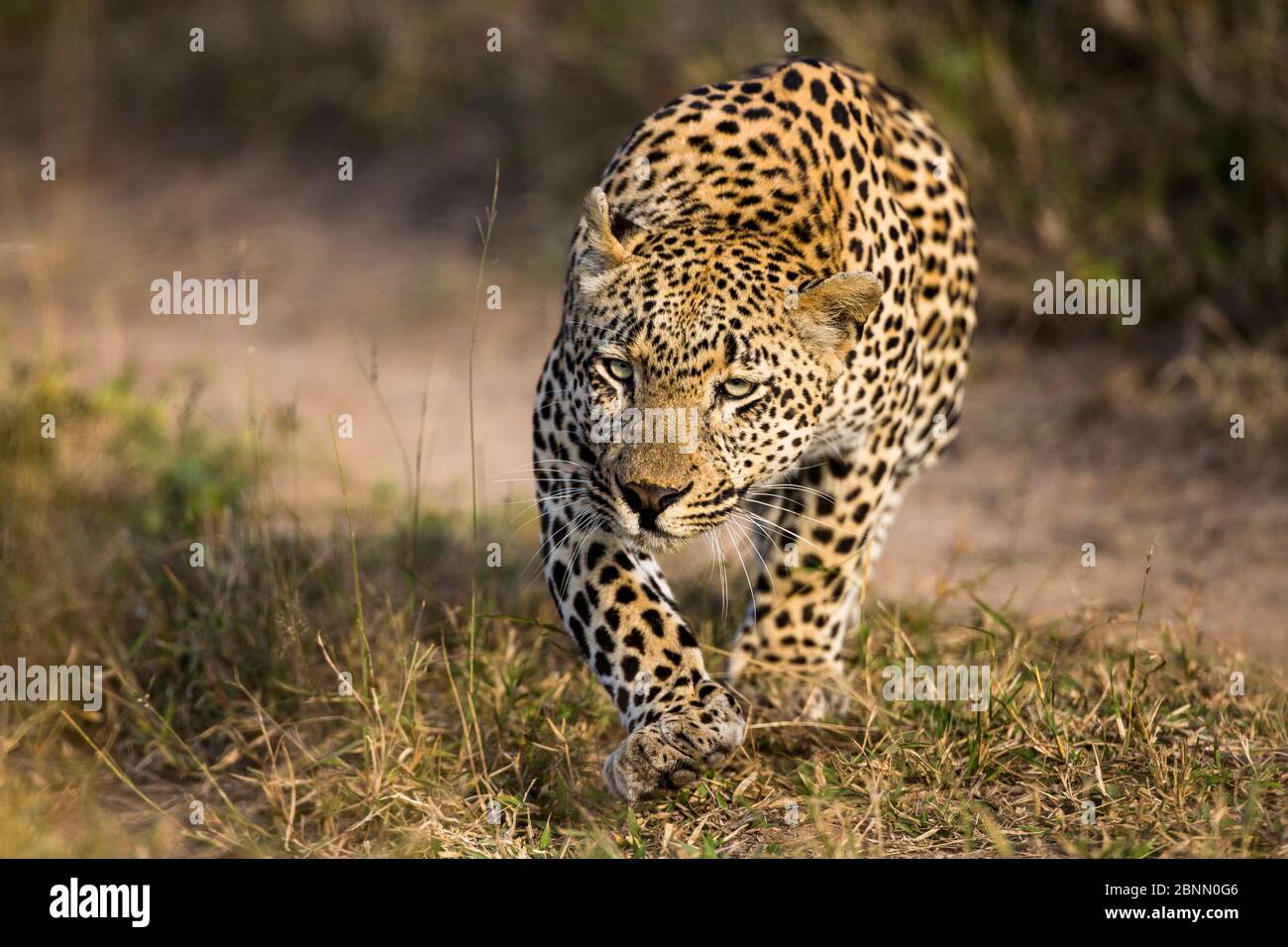 Leopard (Panthera pardus) male starting to stalk prey, Mala Mala Game ...