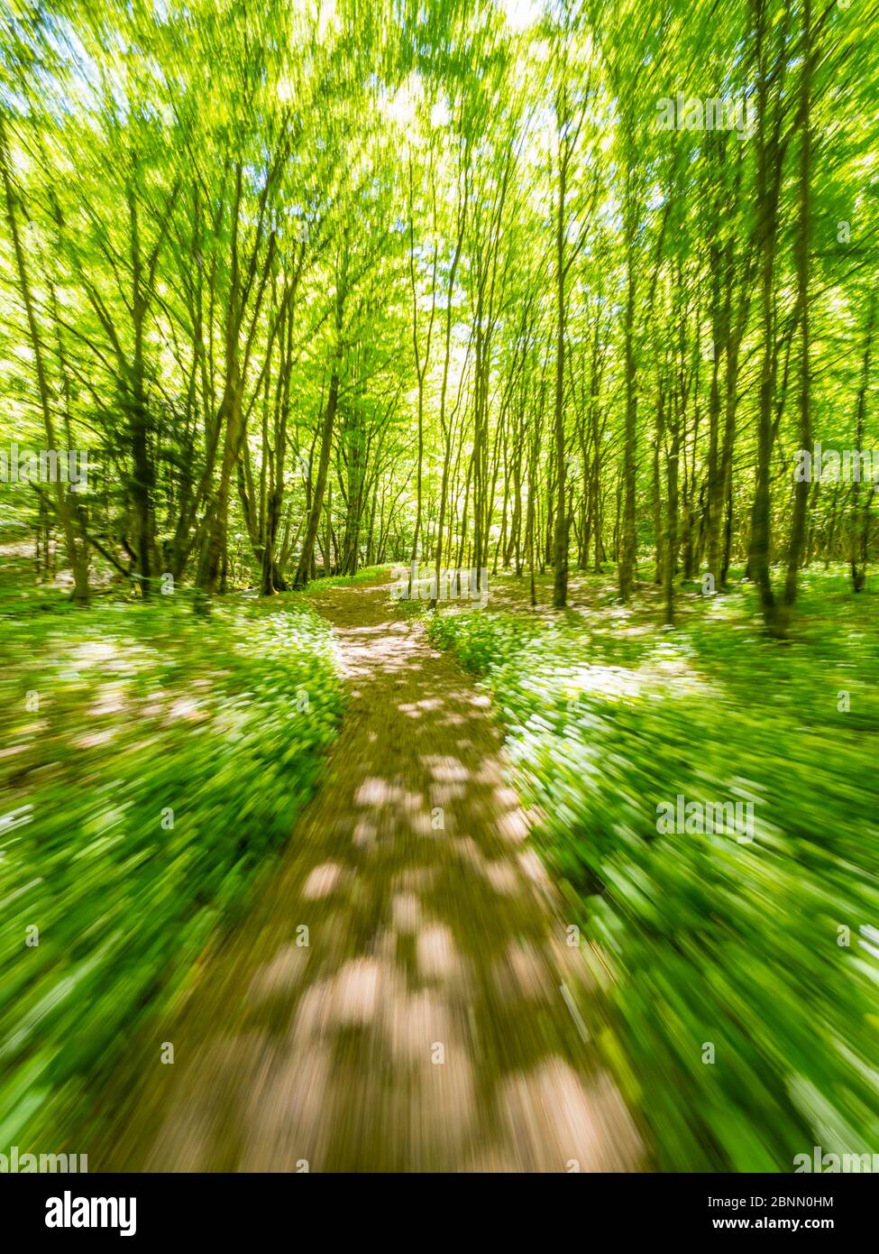Stunning Spring Green nature color in forest while running simulated sprinter run intentionally blurry trail foottrail Zeleni vir Skrad Croatia Europe Stock Photo