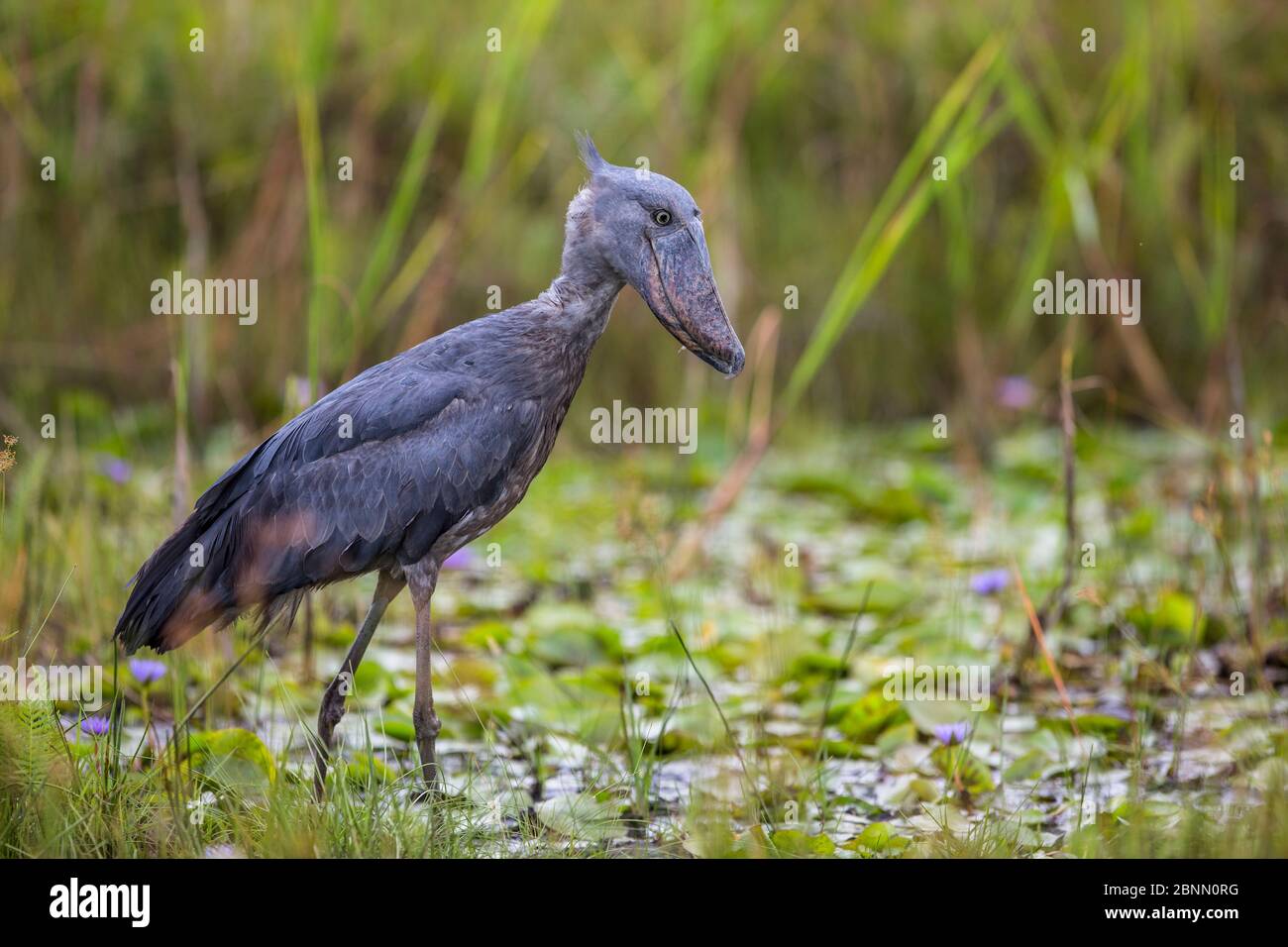 Shoebill Balaeniceps Rex Hunting For Fish In The Swamps Of Mabamba shoebill-balaeniceps-rex-hunting-for-fish-in-the-swamps-of-mabamba